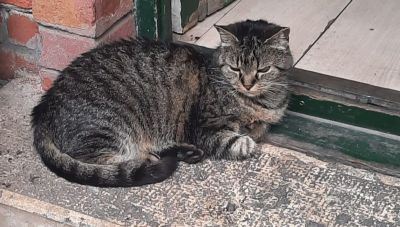 Ουγγαρία: Ποινή φυλάκισης σε μία 60χρονη που κρατούσε στο σπίτι της περισσότερες από 100 γάτες σε άθλιες συνθήκες