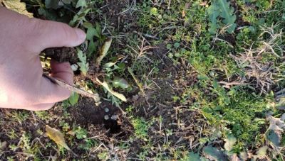 Κρήτη: Συνεχίζεται η δράση “Πάμε για χόρτα” το ερχόμενο Σαββατοκύριακο