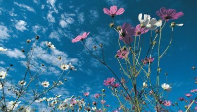 Ανοιξιάτικο το σκηνικό του καιρού με θερμοκρασίες που θα φτάσουν τους 19 βαθμούς