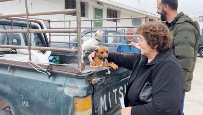 Σητεία: Με επιτυχία η τριήμερη δράση δωρεάν στείρωσης ζώων