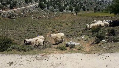 ΕΛΓΑ: «Ζεστό» χρήμα 38 εκατ. ευρώ σε 12.915 δικαιούχους