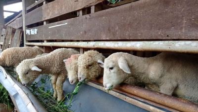 Θέμα newshub.gr: Πληθαίνουν οι φωνές για εμβολιασμό των αιγοπροβάτων - Ανησυχία στην Κρήτη για την ευλογιά