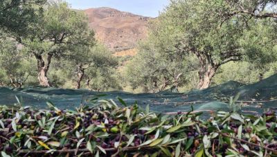 Κρήτη: Δεν πρόλαβαν να ραβδίσουν… και τους ράβδισαν!» – Διπλό χτύπημα κλεφτών στο Θραψανό