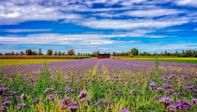 Ένα ευρωπαϊκό ερευνητικό έργο στη φαρέτρα των αγροτών για τις καλλιέργειες τους