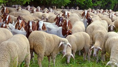 ΥΠΑΑΤ: Αυτά είναι τα 20 νέα μέτρα και στήριξη κτηνοτρόφων για την καταπολέμηση της ευλογιάς αιγοπροβάτων - Τι έδειξαν οι έλεγχοι στο Ηράκλειο