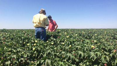 ΚΑΠ: Οι αγρότες που χρειάζονται περισσότερη στήριξη και οι «ευάλωτες ομάδες»