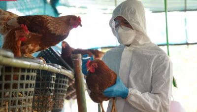 Σε έξαρση η γρίπη των πτηνών-Αυξημένος ο κίνδυνος για τους ανθρώπους προειδοποιεί το ECDC