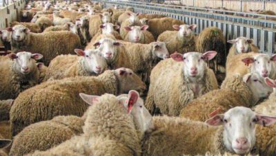 Ευλογιά αιγοπροβάτων: Αυτά ειναι τα επικαιροποιημένα συγκεντρωτικά στοιχεία για την πορεία της ασθένειας (Πίνακες)