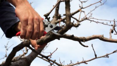 Εργασίες κλαδέματος σήμερα από τον Δήμο Χανίων