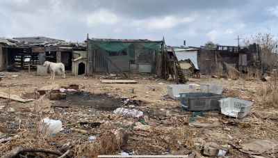 Ηράκλειο: Ζώα σε αθλια κατάσταση μέσα σε παραπήγματα αποκάλυψε η καταγγελία και η έρευνα της Αστυνομίας (Φωτο)