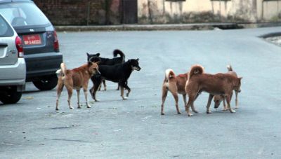 Εφιάλτης στη Λαμία - Αγέλη σκύλων επιτίθεται σε περαστικούς (βίντεο)
