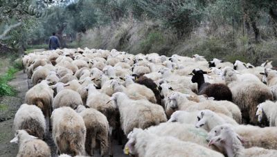 Κλιμάκιο ελέγχου του ΟΠΕΚΕΠΕ καταγγέλλει απειλές και προπηλακισμό σε κτηνοτροφικό έλεγχο στη Μεσαρά
