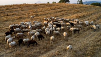 Ευλογιά αιγοπροβάτων: Σε απόγνωση οι κτηνοτρόφοι υπό τον φόβο lockdown