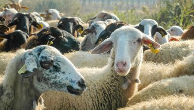 Ημαθία: Κλοπή 500 ζώων από κτηνοτροφική μονάδα - Ανησυχία για πιθανή μόλυνση από ευλογιά