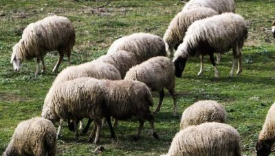 Ακρίβεια: Στο 20% η αύξηση στην τιμή γάλακτος και τυροκομικών λόγω έλλειψης