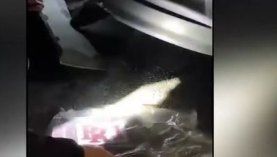 Ελευσίνα: Εκρυβαν 4 κιλά κοκαΐνης στον… προφυλακτήρα του ΙΧ