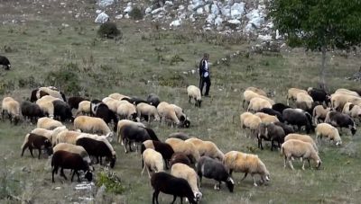 Κτηνοτρόφοι Κρήτης: Πάνε για διαρκείς κινητοποιήσεις στα τέλη του μήνα