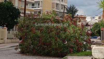 Οι ισχυροί άνεμοι έριξαν δέντρο στη Λαμία