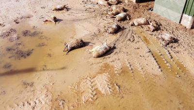 Ο ΕΛΓΑ ζητά πίσω μέρος των αποζημιώσεων από την κακοκαιρία Daniel