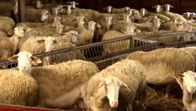 Ημαθία: Πάνω από 3.000 ζώα θανατώθηκαν λόγω ευλογιάς