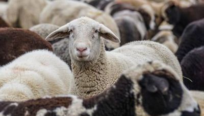 Συναγερμός στον αγροτικό τομέα: Η ευλογιά των αιγοπροβάτων απειλεί παραγωγή και τιμές - «Όχι» σε lockdown λένε οι κτηνοτρόφοι