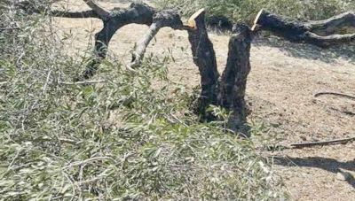 Ηράκλειο - Αλάγνι: Άγνωστοι έκοψαν πάνω από 100 ελαιόδεντρα στη “Λαγκάδα”