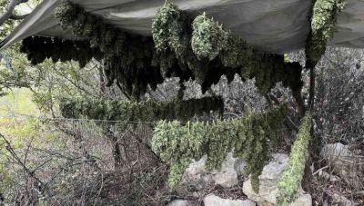 Μαλεβίζι: Για κακούργημα διώκεται ο 57χρονος με τα 17,5 κιλά χασίς και τα δενδρύλλια - Απολογείται σήμερα