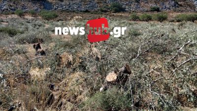 Αλάγνι: Ξέρουν τις δράστες της κοπής άνω των 100 ελαιοδέντρων τους αλλά δεν μπορούν να βρουν το δίκιο τους (Φωτο)