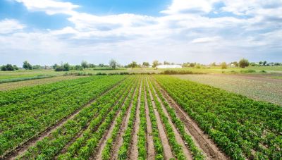 Ο «ξαφνικός θάνατος» των βιολογικών καλλιεργειών - Η ανακοινωση Τσιάρα που έχει προκαλέσει αντιδράσεις