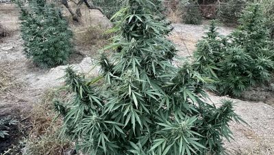 Κρήτη: Τους έπιασαν μέσα στη φυτεία με τα δενδρύλλια - Νέα επιχείρηση στο Μυλοπόταμο (Φωτο)