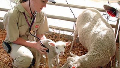 Νέες προσλήψεις κτηνιάτρων στον ΕΛΓΑ - Ολες οι λεπτομέρειες