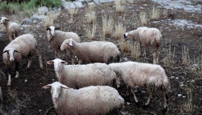 Μέτρα για την ευλογιά των αιγοπροβάτων ζητά ο βουλευτής του ΚΚΕ Β. Μεταξάς