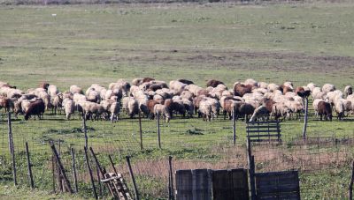 Έκτακτα μέτρα για την αντιμετώπιση της ευλογιάς των αιγοπροβάτων