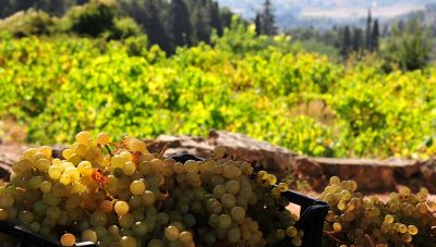 Χανιά: Ανακοίνωση για νέες φυτεύσεις αμπελιών