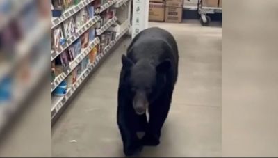 Αρκούδα εισβάλλει σε κατάστημα στο βόρειο Νιου Τζέρσεϊ και δαγκώνει 90χρονη (βίντεο)