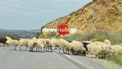 Ο κίνδυνος για επιδημιολογική κρίση λόγω ευλογιάς και τα προληπτικά μέτρα στην Κρήτη (Βίντεο)