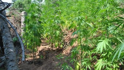 Θεσσαλονίκη: Καλλιεργούσε χασίς σε δύσβατη περιοχή – Τον «πρόδωσε» έρευνα στο σπίτι του