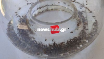 Ευρικλής Φιτσάκης στο newshub.gr: Η ελαιοπαραγωγή οδηγείται σε ολική καταστροφή λόγω έκρηξης του πληθυσμού του δάκου