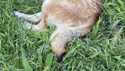 Θεσσαλονίκη: Σκύλος νεκρός σε κάδο απορριμμάτων – Έρευνα από το Λιμενικό