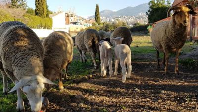 Μυτιλήνη: Σε απόγνωση οι κτηνοτρόφοι - Πάνω από 9 εκατ. ευρώ η ζημιά λόγω του αφθώδους πυρετού