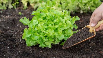 Αυξήσεις 40% στα αζωτούχα λιπάσματα – Στα θερμοκήπια της Κρήτης τα κοστολόγια έχουν πάρει «φωτιά»!