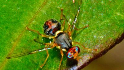Ανεπάρκεια και φέτος στα κονδύλια για τη δακοκτονία, διαπιστώνει ο ΣΕΔΗΚ – Μόλις 9,9 εκατομμύρια ευρώ για την Κρήτη  