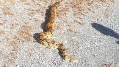 Πολωνία: 148 πύθωνες εντοπίστηκαν σε διαμέρισμα στην Κρακοβία - Τρεις συλλήψεις