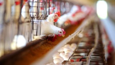 Προβληματίζουν τον ΠΟΥ οι ιοί της γρίπης των πτηνών και η μετάδοση τους στον άνθρωπο