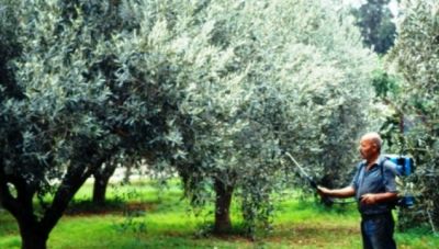 Μεσαρά: Οι ζημιές σε ελαιόδεντρα που είχαν αρχίσει να ανθίζουν όταν έπεσε η λασποβροχή, θα φανούν στην καρπόδεση