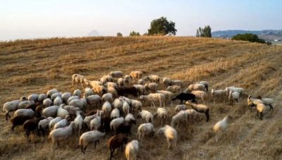Παρατείνονται τα προληπτικά μέτρα για την ευλογιά των αιγοπροβάτων στην Κρήτη