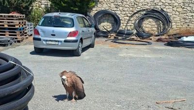 Κρήτη: Γύπας εμφανίστηκε εξαντλημένος σε βενζινάδικο (φώτο)