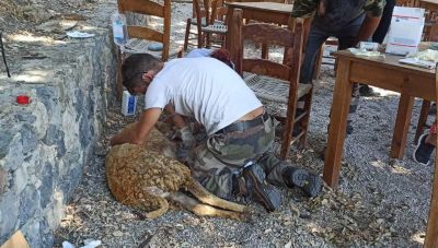 Συγκλονιστικές εικόνες ζώων που επιβίωσαν από την φωτιά στο Ρέθυμνο – «Μάχη» εθελοντών να τα σώσουν