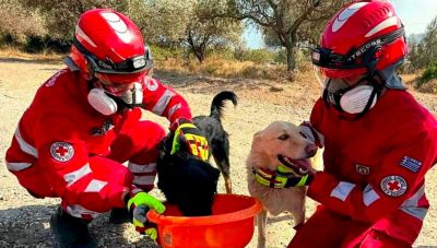 Πάνω από 280 ζώα σώθηκαν στις καταστροφικών πυρκαγιών σε Αττικοβοιωτία και Πόρτο Γερμενό – Τα 131 επέστρεψαν στις οικογένειές τους
