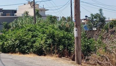 Ηράκλειο: Μια συκιά... εμποδίζει την κυκλοφορία των οχημάτων